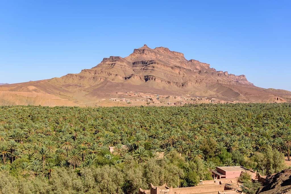 PALM GROVE MOROCCO Palm grove Morocco