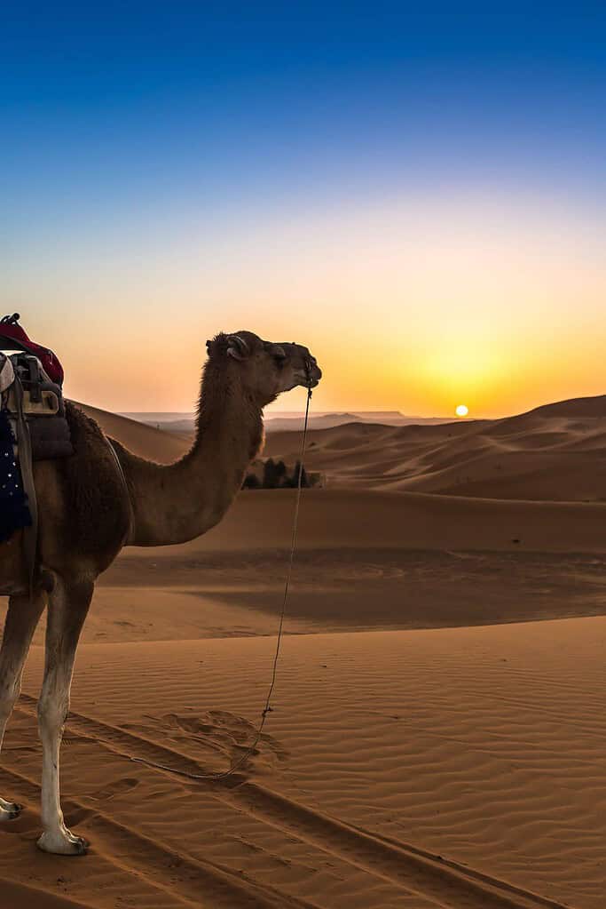travel agency morocco travel agency morocco