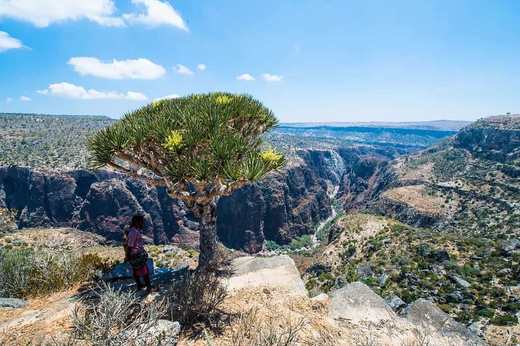 Dixam Canyon Socotra Yemen 3 Travel Destinations Dixam Canyon Socotra Yemen