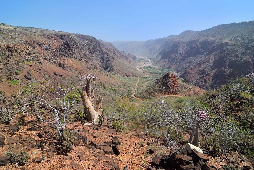 SOCOTRA ISLAND TOUR Visit Socotra