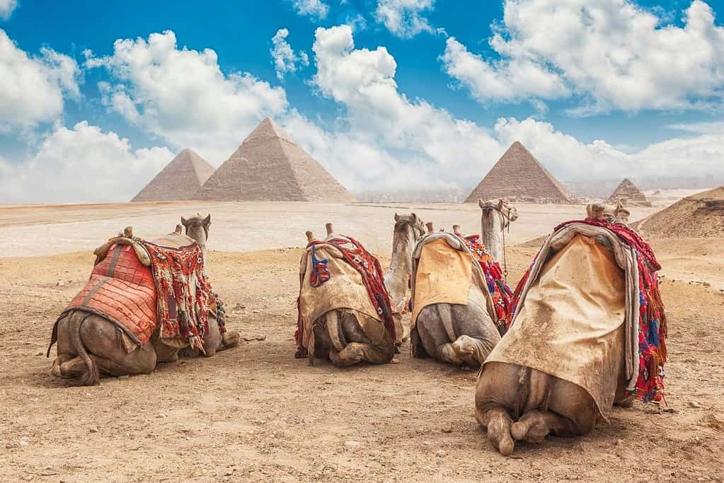 Tours in Egypt