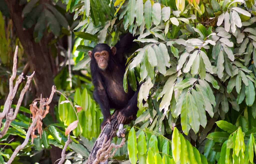 Abuko Nature Reserve Gambia Travel Destinations, Africa Abuko Nature Reserve Gambia