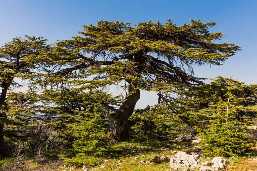 Al Shouf Reserve Lebanon