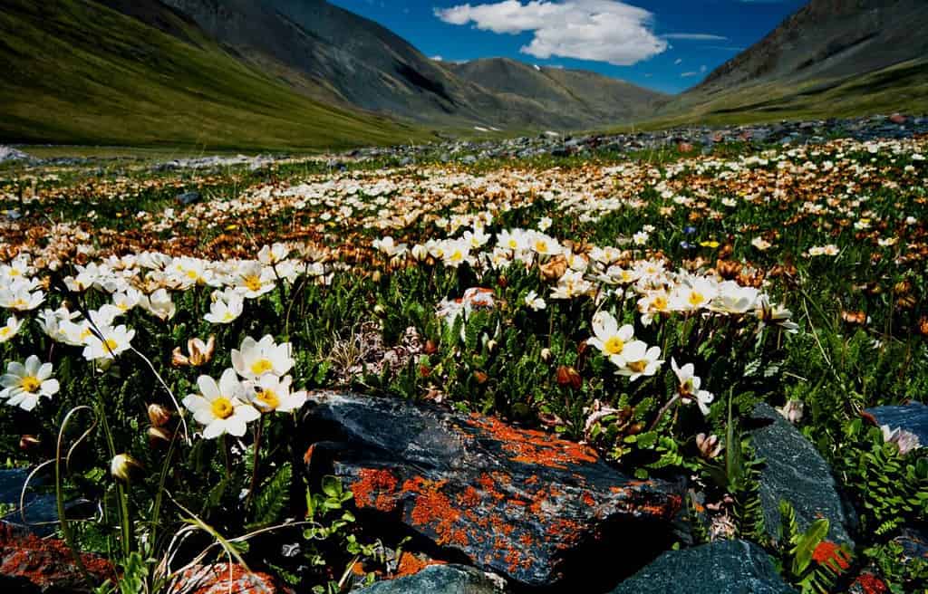 Altai Russia Travel Destinations, South Europe Caucasus East Europe Altai Russia