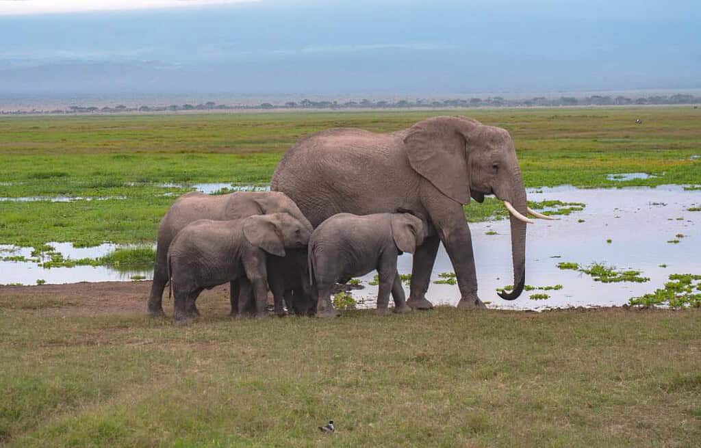 Amboseli National Park Kenya Travel Destinations, Africa Tsavo East National Park Kenya