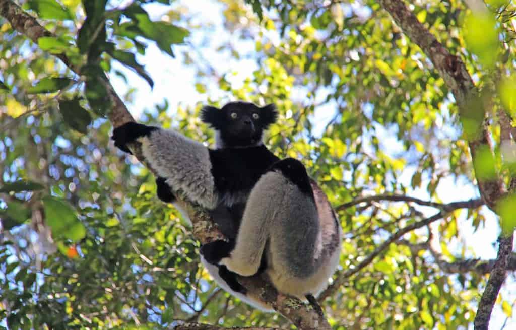 Andasibe-Mantadia Madagascar