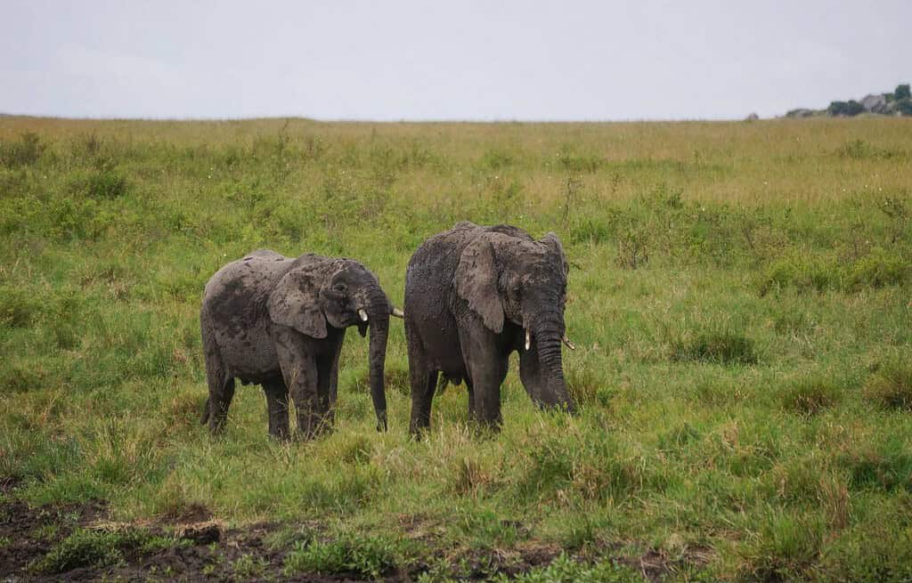 Babile Elephant Sanctuary Ethiopia