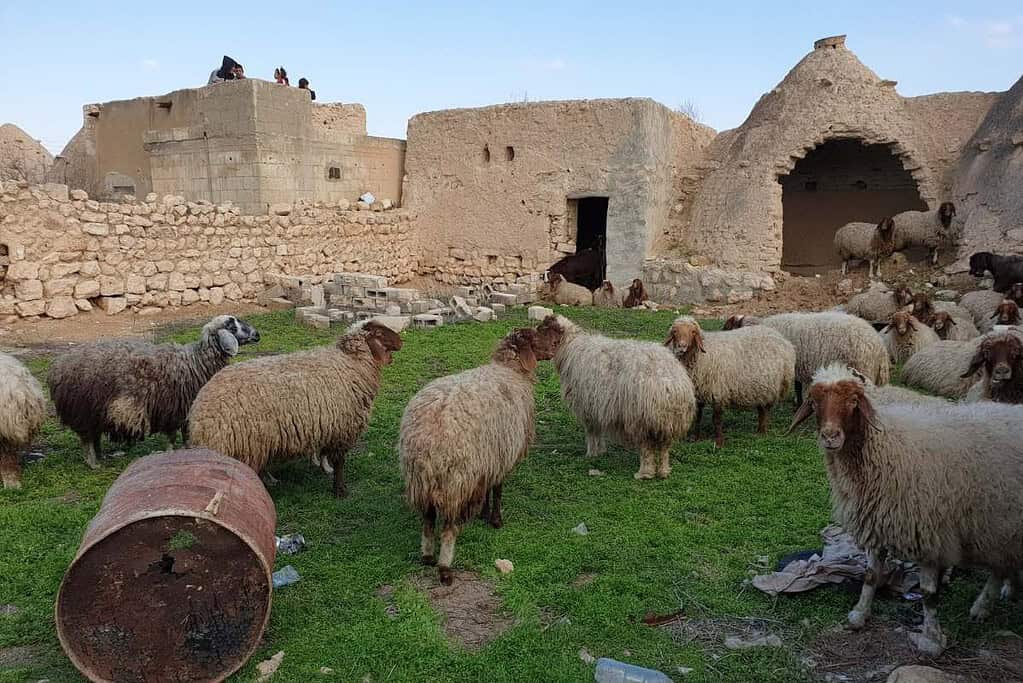 Beehive Houses Syria