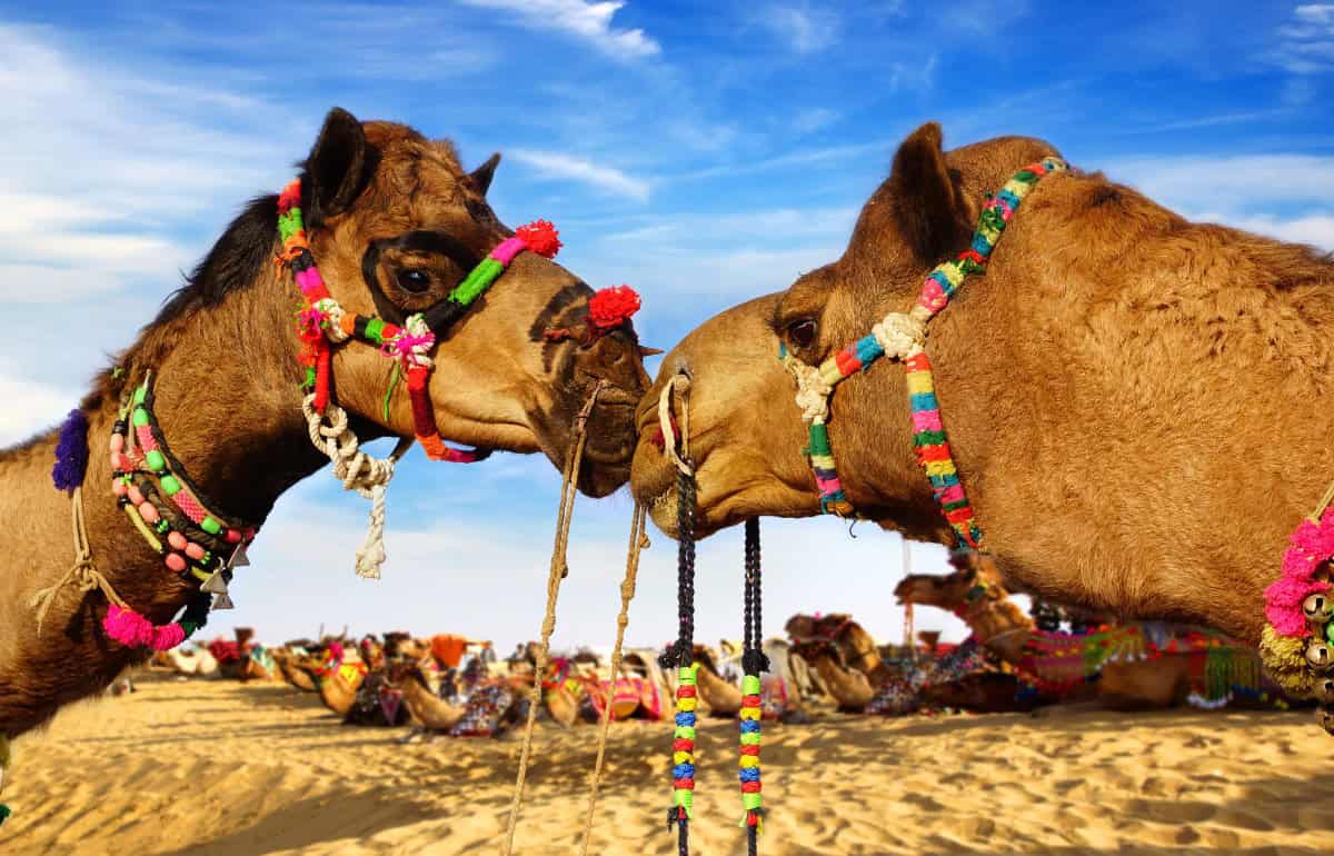 Bikaner Travel Destinations, Asia Bikaner India