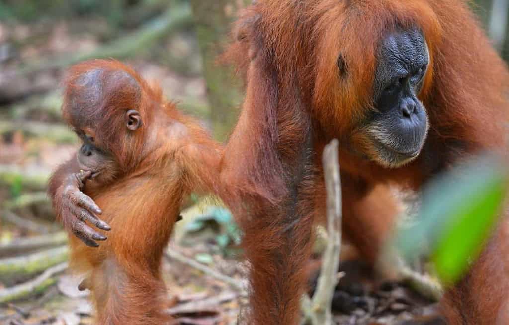 Bukit Lawang Travel Destinations, Asia Bukit Lawang Indonesia