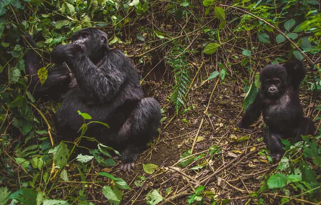 Bwindi Impenetrable National Park Uganda Travel Destinations, Africa Bwindi Impenetrable National Park Uganda