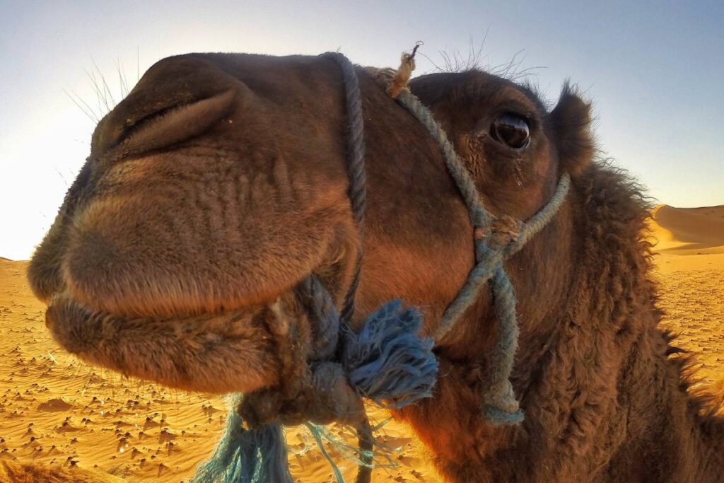 Camel Merzouga Morocco
