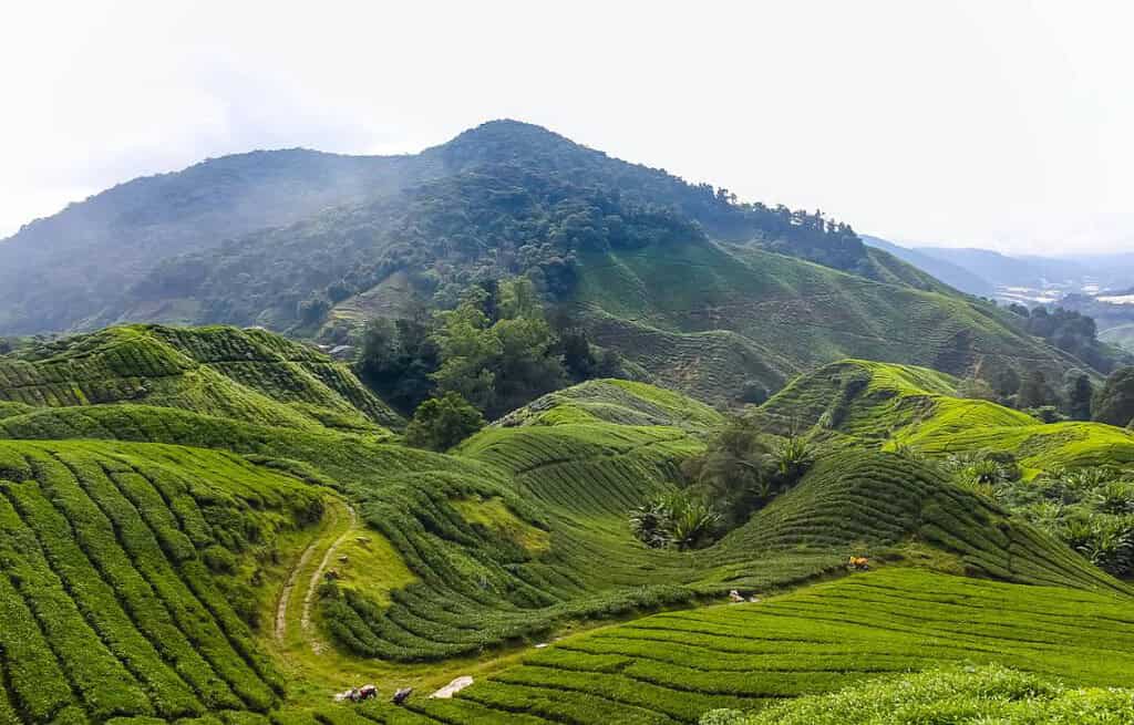 Cameron Highlands Malaysia Travel Destinations, Asia Cameron Highlands Malaysia