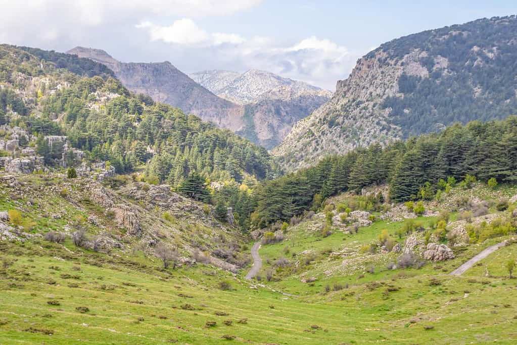 Cedars of God Lebanon