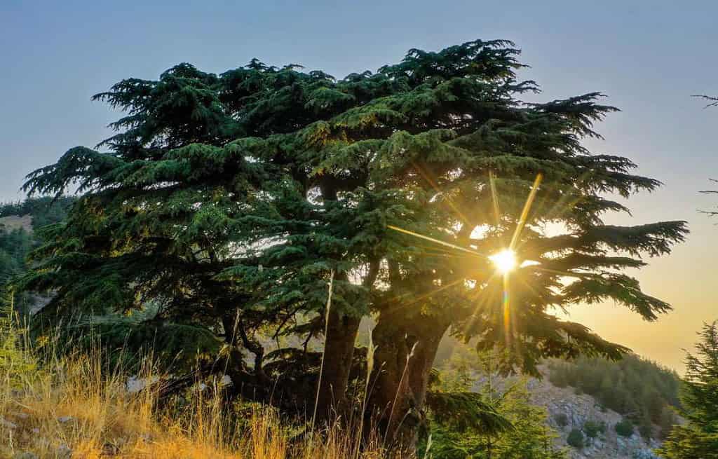 Cedars of God Lebanon Cedars of God Lebanon