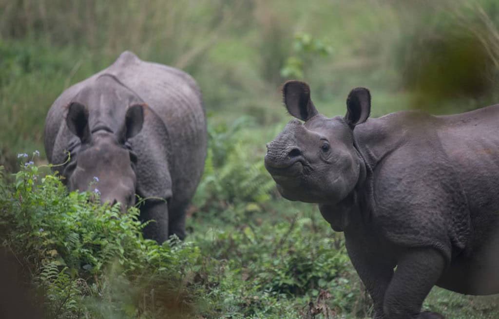 Chitwan National Park Nepal Travel Destinations, Asia Chitwan National Park Nepal