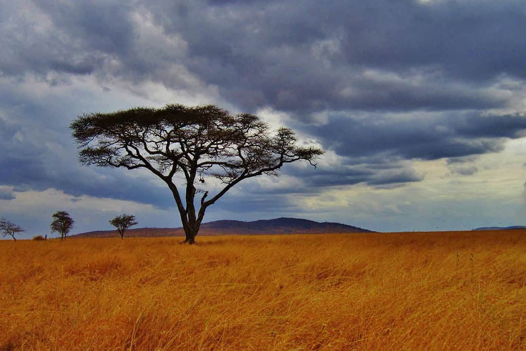 Dinder National Park Sudan Travel Destinations, Africa, Featured Dinder National Park Sudan