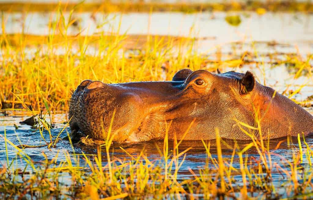 Dulombi Boe National Park Guinea Bissau Travel Destinations, Africa Dulombi-Boe National Park Guinea-Bissau