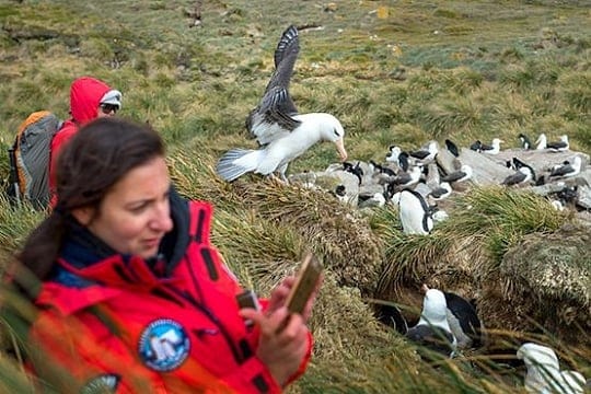 Falklands, South Georgia & Antarctica (10)