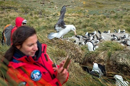 Falklands, South Georgia Antarctica