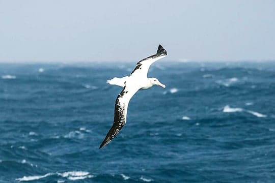 Falklands, South Georgia Antarctica