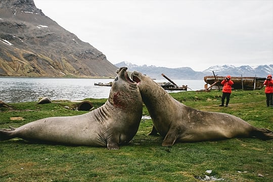 Falklands, South Georgia Antarctica