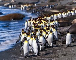 Antarctica small ship cruises