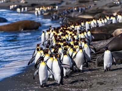 Antarctica small ship cruises