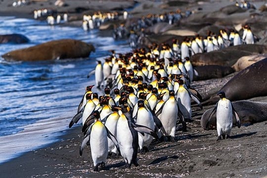 Antarctica small ship cruises