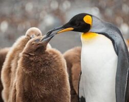 Antarctica cruise