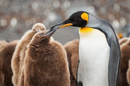 Antarctica cruise