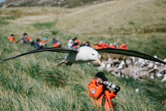 Falklands, South Georgia Antarctica