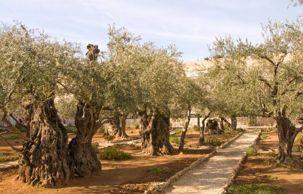 Gethsemane Palestine