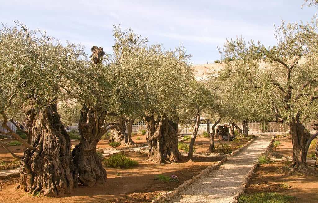 Gethsemane Palestine