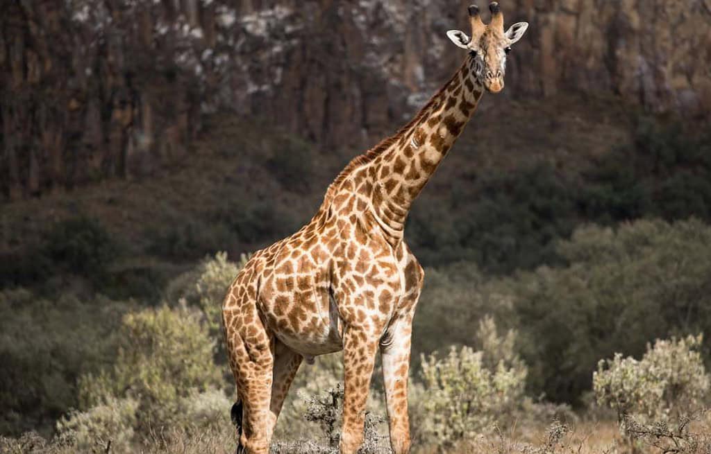 Hells Gate National Park Kenya Travel Destinations, Africa Hell’s Gate National Park Kenya