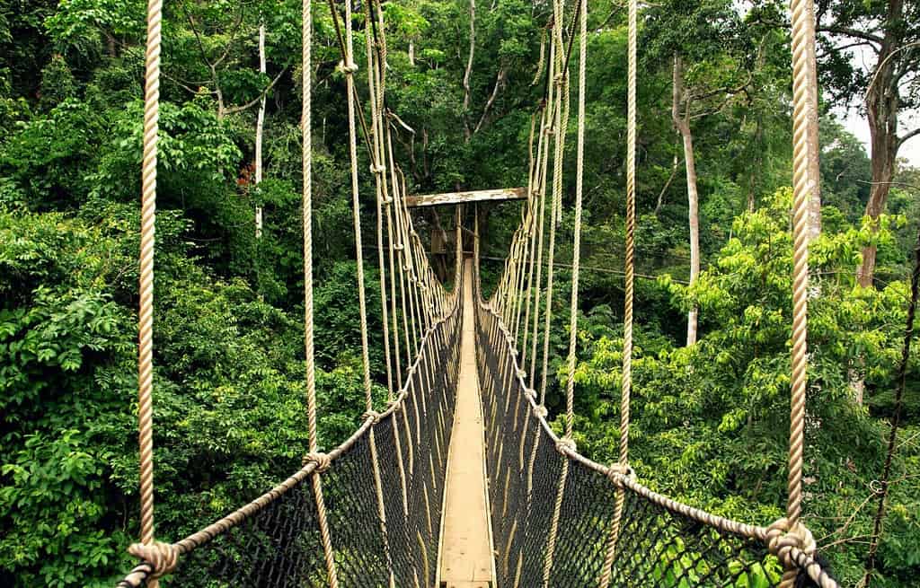 Kakum National Park Travel Destinations, Africa Tours in Ghana Kakum National Park