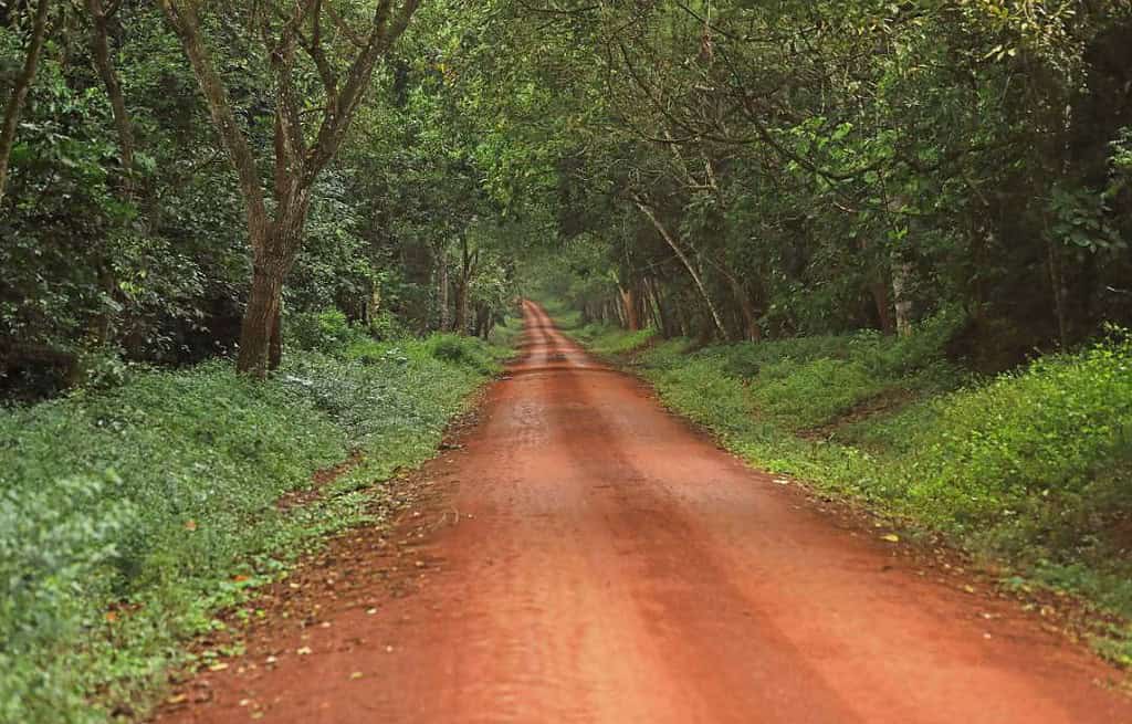 Kibale National Park Uganda Travel Destinations, Africa Kibale National Park Uganda