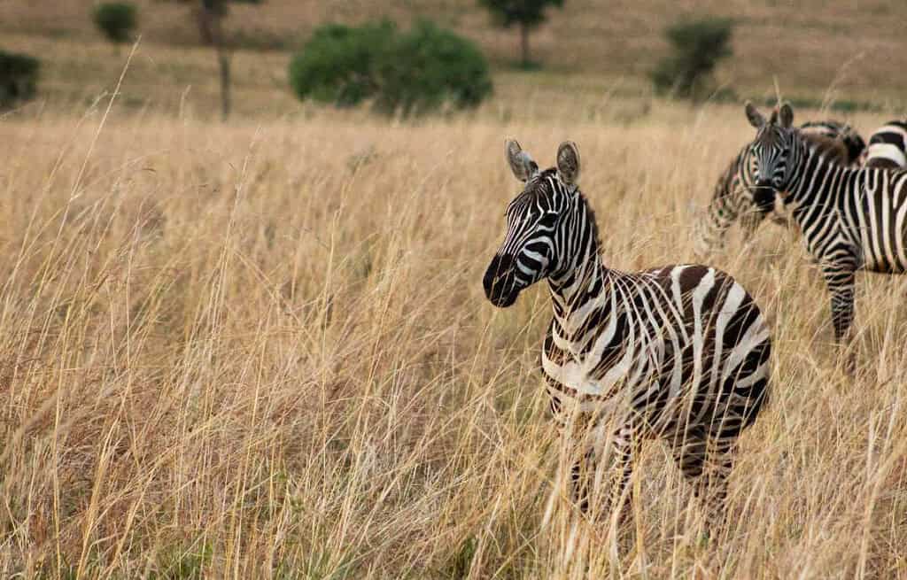 Kidepo Valley National Park Uganda Travel Destinations, Africa Kidepo Valley National Park Uganda