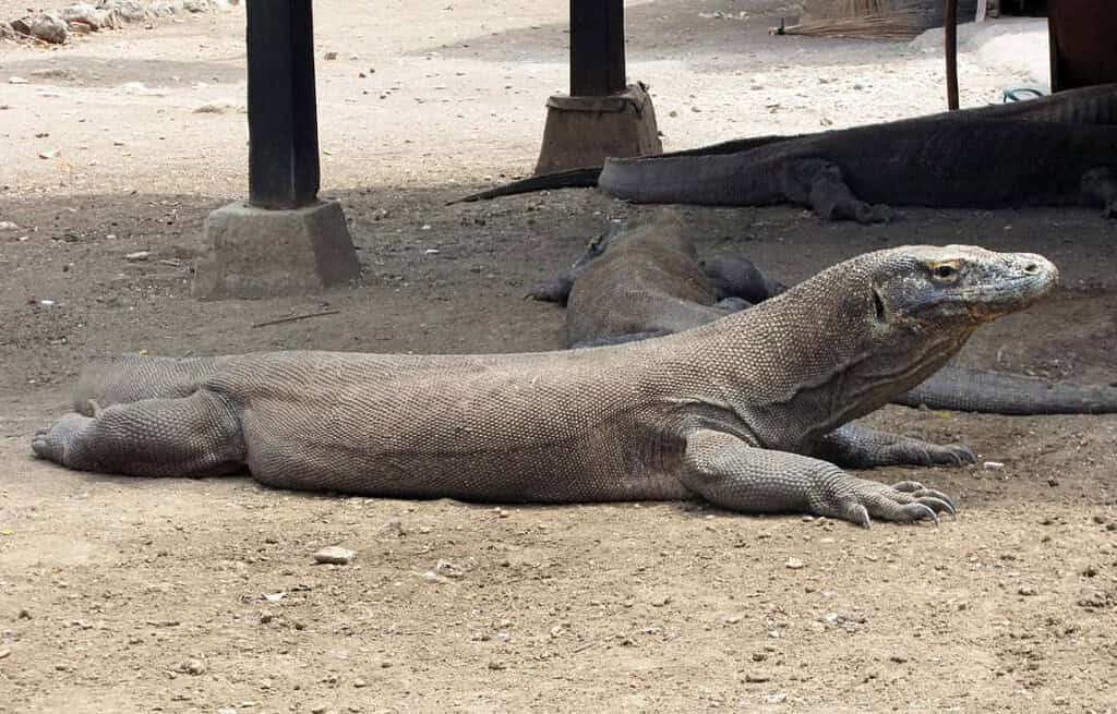 Komodo Travel Destinations, Asia Komodo Indonesia