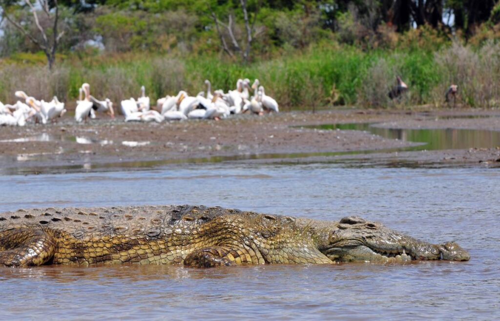 Lake Chamo ‘Crocodile Market’ Ethiopia