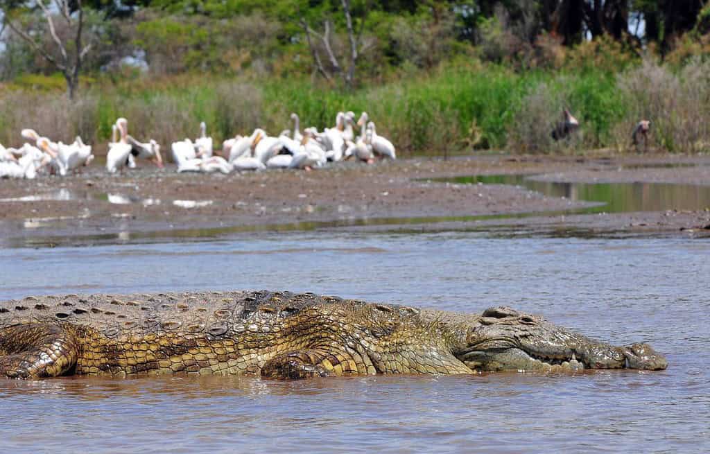 Lake Chamo ‘Crocodile Market Ethiopia Lake Chamo ‘Crocodile Market’ Ethiopia