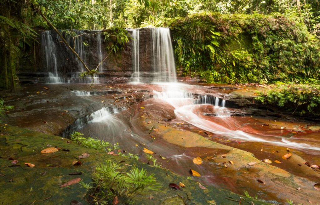 Lambir Hills National Park Malaysia