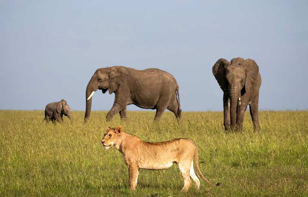 Maasai Mara Kenya Travel Destinations, Africa Maasai Mara Kenya