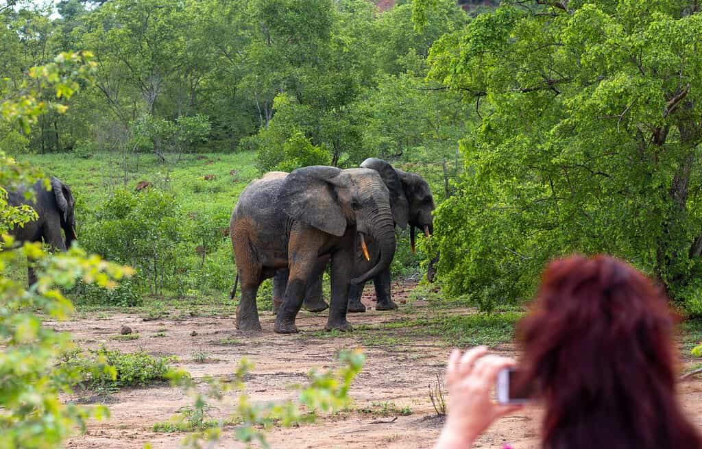 Mole National Park Travel Destinations, Africa Tours in Ghana Mole National Park