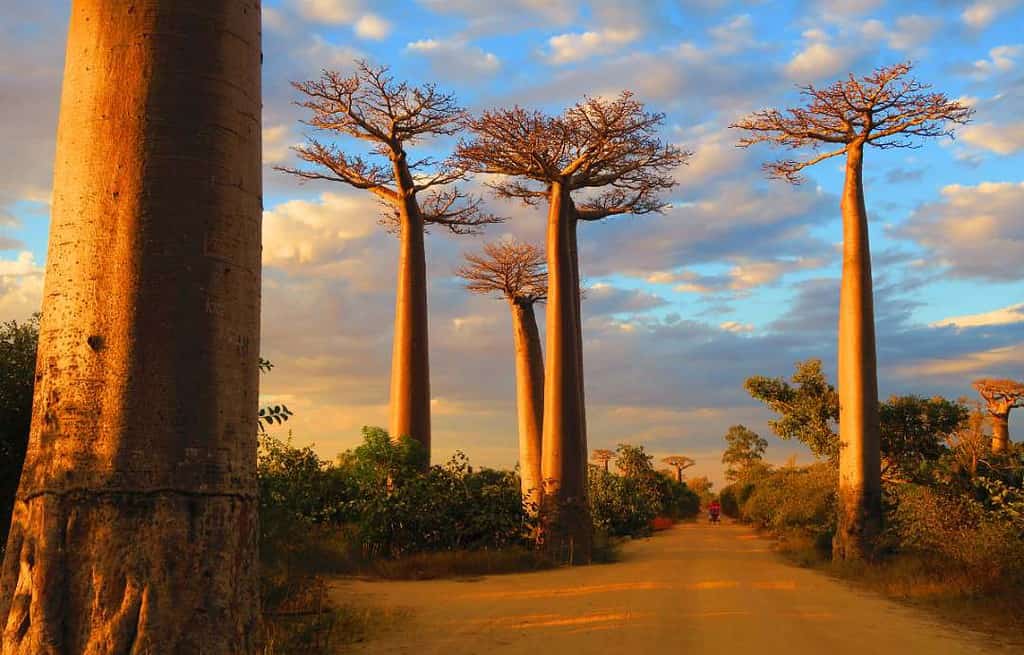 Morondava Madagascar Morondava Madagascar