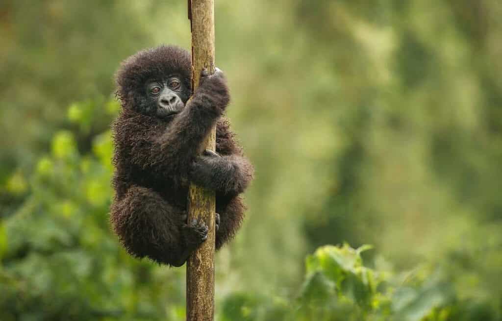 Mount Elgon National Park Uganda Travel Destinations, Africa Mount Elgon National Park Uganda
