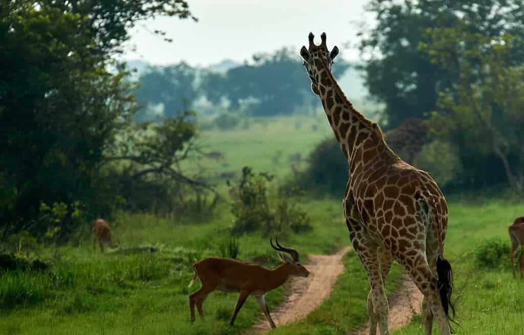 Murchison Falls National Park Uganda Travel Destinations, Africa Murchison Falls National Park Uganda