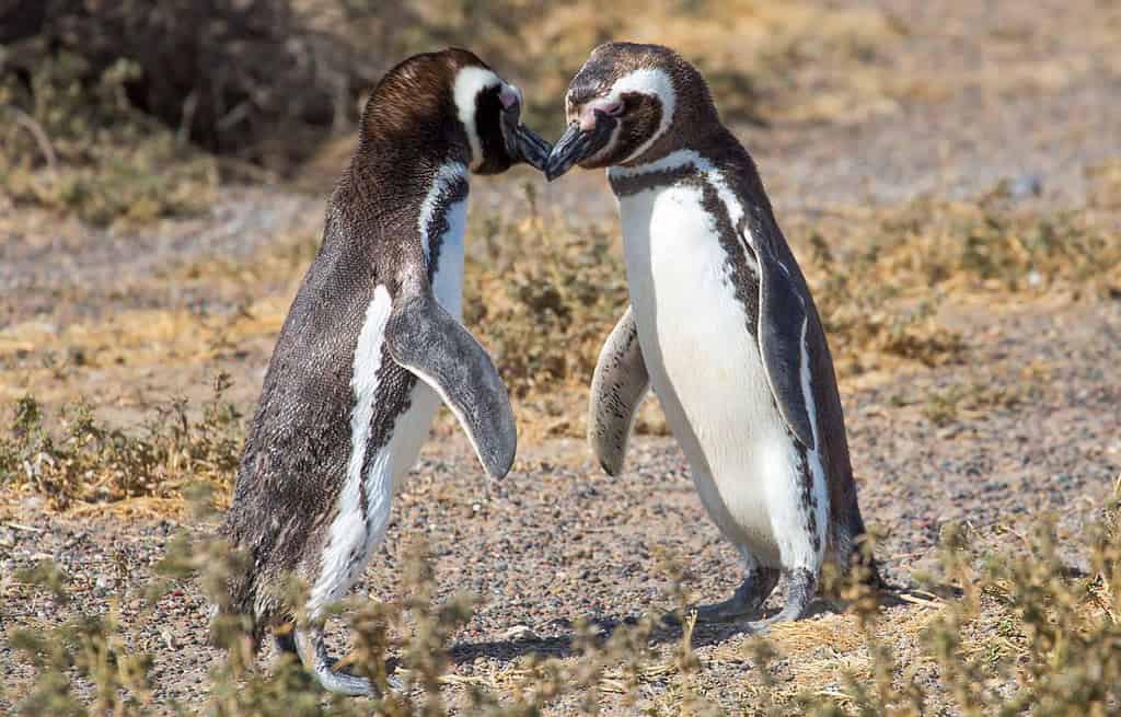 Puerto Madryn Argentina Travel Destinations, Americas Puerto Madryn Argentina