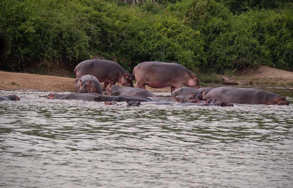 Queen Elizabeth National Park Uganda Travel Destinations, Africa Queen Elizabeth National Park Uganda