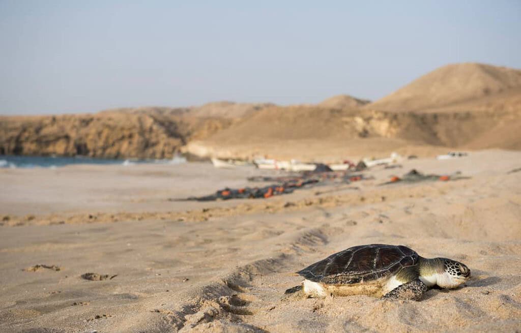 Ras Al Jinz Turtle Reserve Ras Al Jinz Turtle Reserve Oman